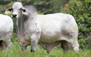 Cauchitos Woodson David