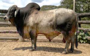 El Refugio Denton 222/6