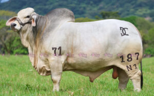 Guadualito domingo T.E.