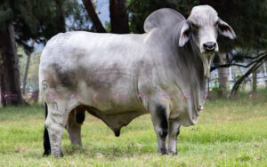 La Sibería Falcao 516/0