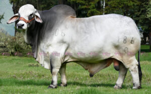 Las Palmas Fermin 206/7