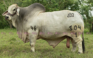 San Mateo Fermin 304/1