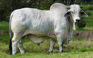 Cauchitos Beck Golfo