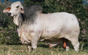 Cauchitos Comet Ivan 1672/1