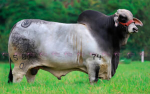 Tasmania Jacinto T.E. 587/0