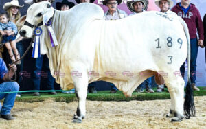 Gx3 Brahman Karim 189/3