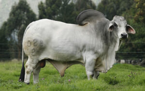 Madison Mandador 028/3