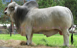 HSS 780 Santamaría Miguel