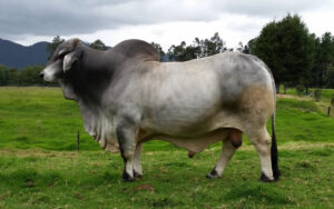 San Miguel Monarca 606