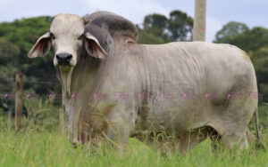 Gx3 Bruselas Mr Suva 931/4