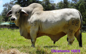 Oklahoma 168/9