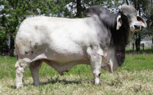 Prestigio El Indio 073