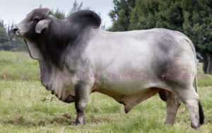 Mararave Regocijo T.E.