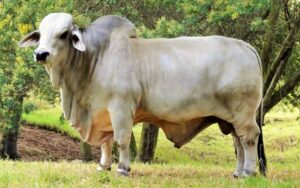 Pradera Sabaleticas Suva Jj