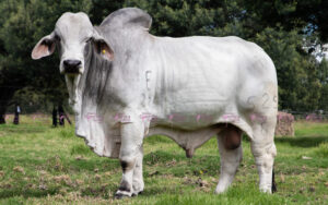 Av El Triunfo 527/1 525/8 T.E.