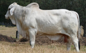 Venecia Alcatraz 684