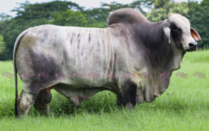 Venecia Vernon 64/20