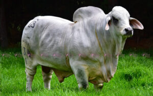 Leon Brahman Ful Vittorio T.E. 234/1