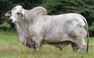 Cauchitos Billy Vulcano T.E. 1608/1