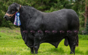 Sj Catalan 1271-3 Baraq Te