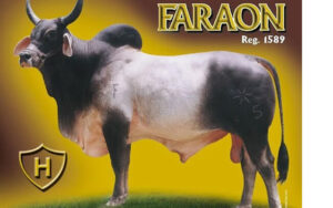 Faraón