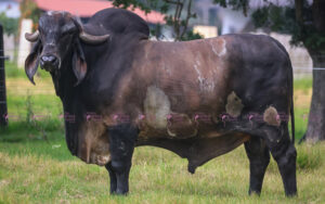 El Tesoro Faraón 751/9