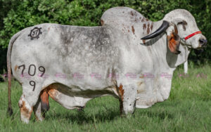 El Tesoro Lucio 709/9