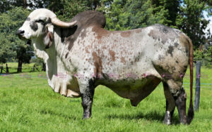 El empedrado ca sansao tn1