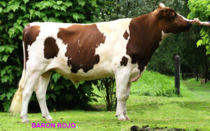 Holstein Rojo