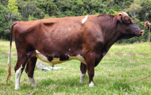 La Rinconada Rage Khalifa Rojo