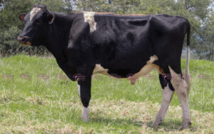 Colganados Piloto Rojo