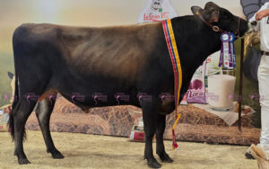 SC Chochochip Bilbao