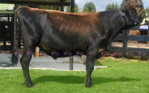 La Vaticana Rock Kaleb FIV