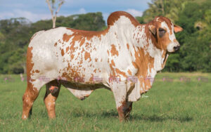 Alabama FS Atlas T.E.