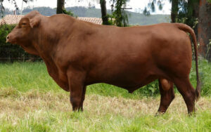 La Guaira 609/9 "Soñador"