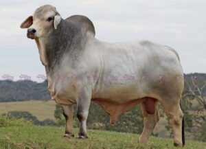 Mr Uber 1143 "Fazu" (Brasil)