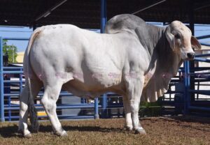 Mr Uber Poi 875 (Brasil)