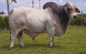 Mr Uber 1026 "Rambo" (Brasil)