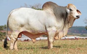 Mr Uber 1075 "Tanque" (Brasil)