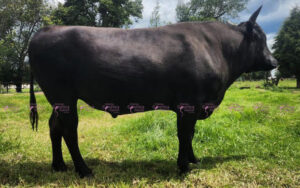 Matador Hiro Kiku 708/N1